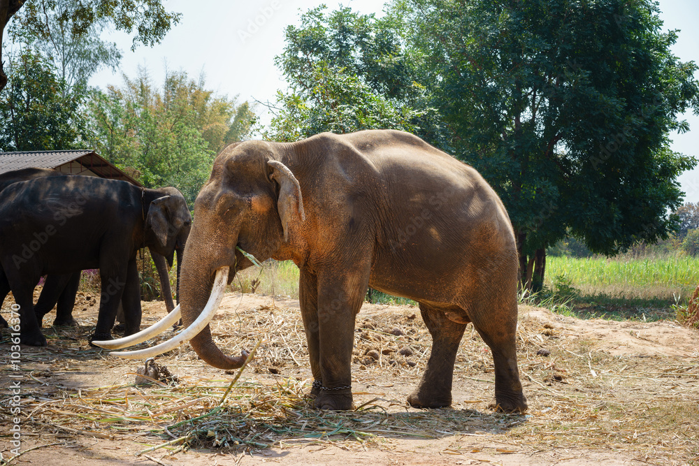 Fototapeta premium male asia elephent tether with chain in thailand