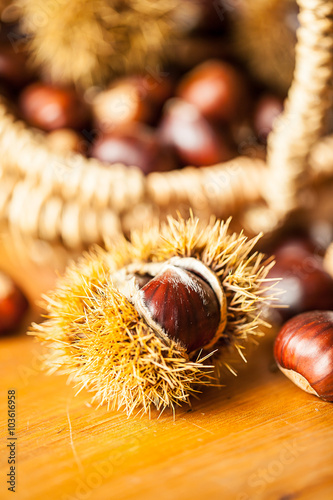 Edelkastanie (Castanea sativa)