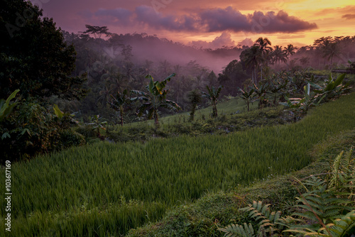 Pink sunset over indonesian rainforest, Java, Indonesia