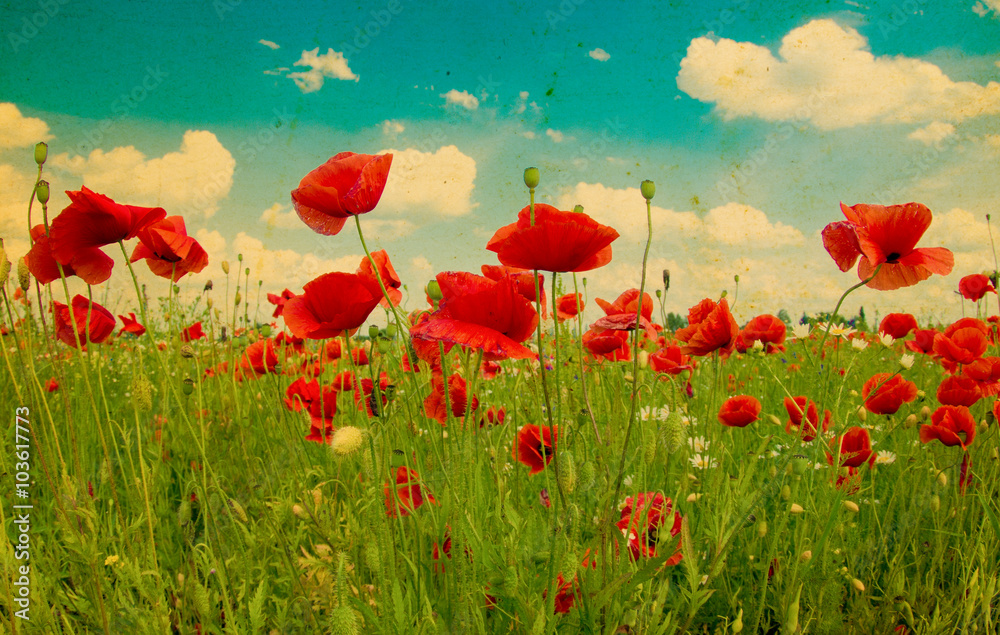 Fototapeta premium meadow with wild poppies