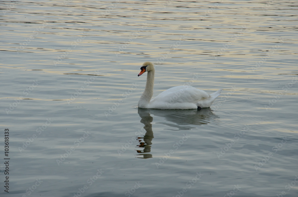 Obraz premium Schwan auf Starnberger See