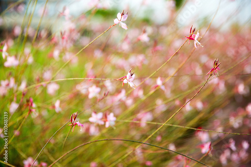 flowers in spring