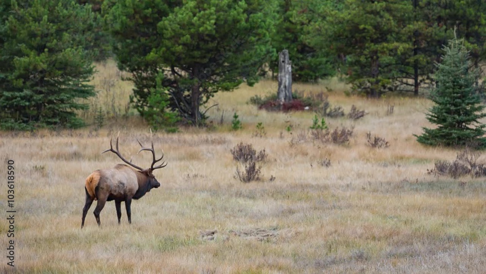 Male deer on the meadow Male deer on the meadow