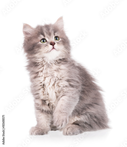 Fototapeta Naklejka Na Ścianę i Meble -  Cute fluffy kitten