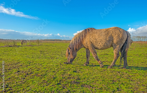 Horses in a field in winter