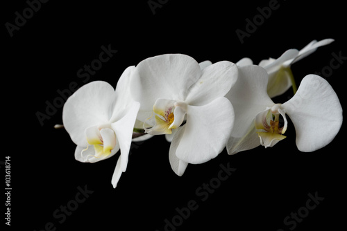 Fototapeta Naklejka Na Ścianę i Meble -  The branch of white orchid on black background