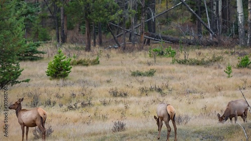 Deers on the meadow photo