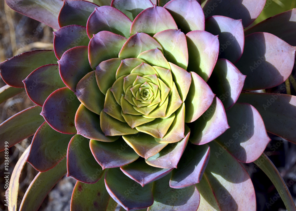 Echeveria succulent plant close up. Echeveria succulent plant close up.