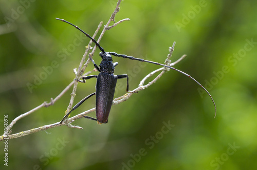 escarabajo Cerambix cerdo photo