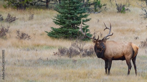 Male deer on the meadow photo