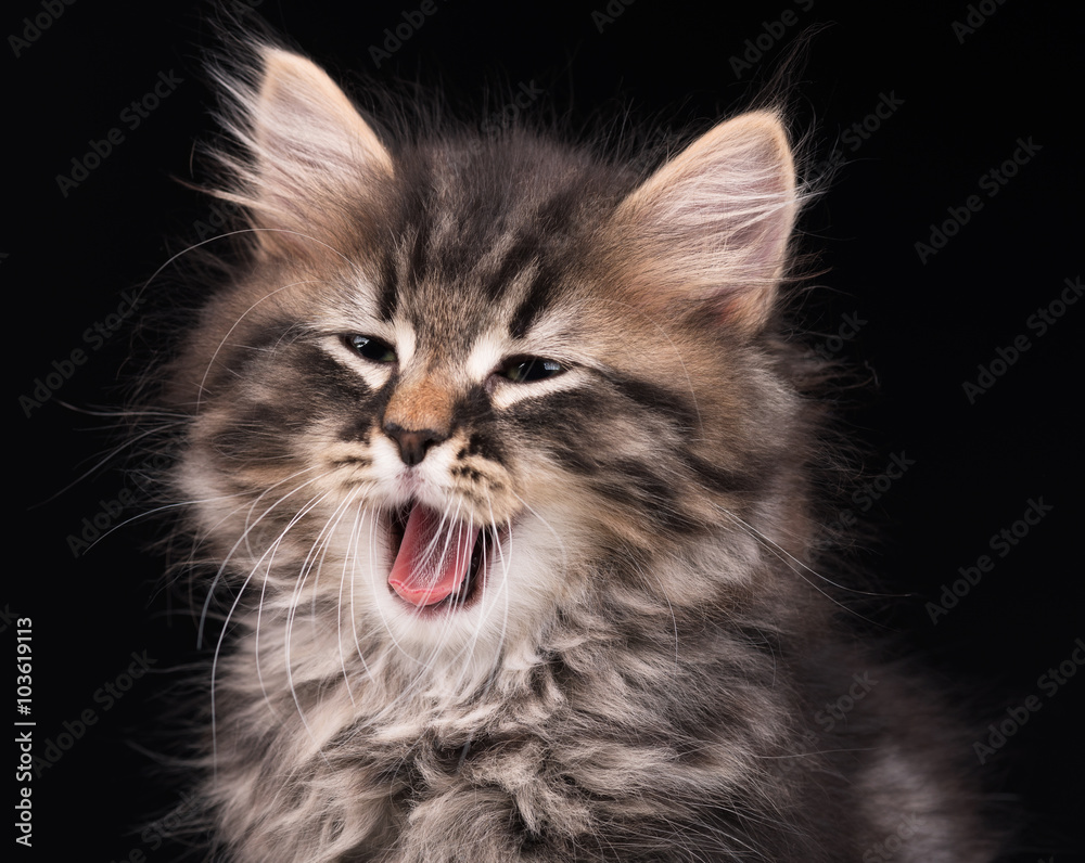 Yawning siberian kitten