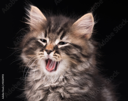 Yawning siberian kitten © 2002lubava1981