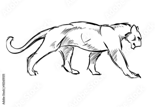 Young cougar. Wild cat. Vector sketch.
