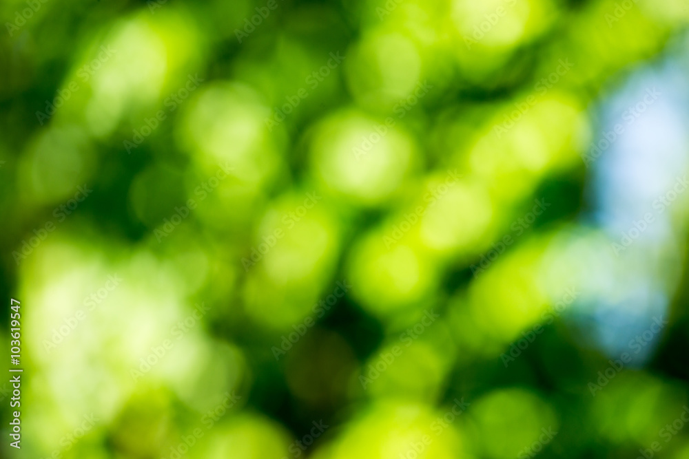 Green blurred background and sunlight Green blurred background and sunlight