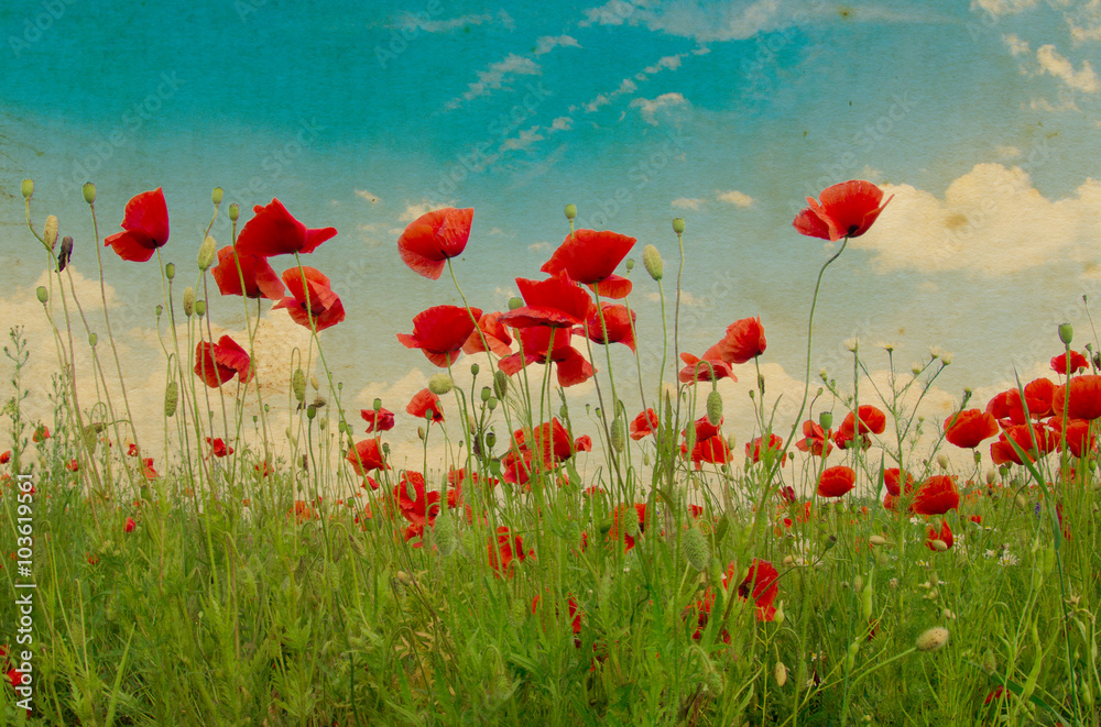 Obraz premium Field of bright red corn poppy flowers in summer