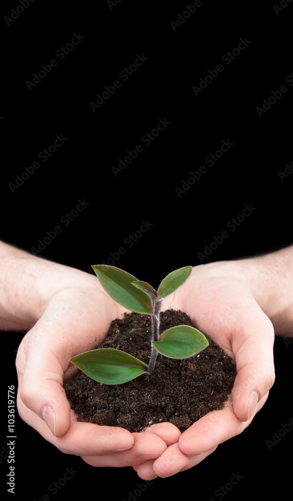 hands holding young plant. Ecology concept hands holding young plant. Ecology concept