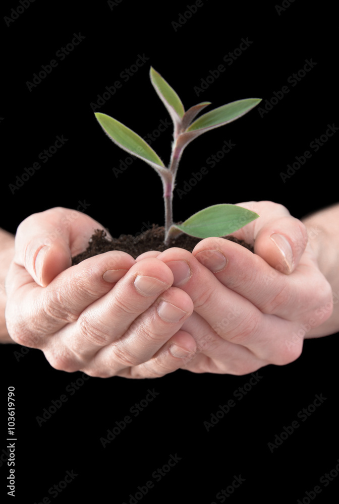 hands holding young plant. Ecology concept hands holding young plant. Ecology concept