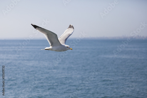 gaviota