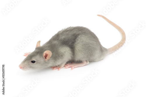 rat isolated on white