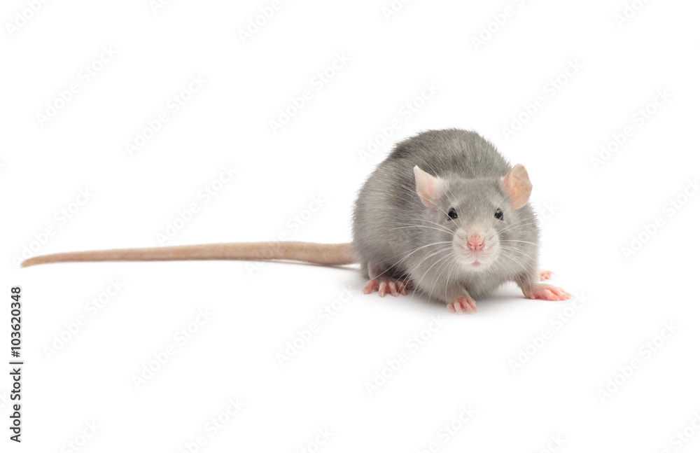 rat isolated on white rat isolated on white