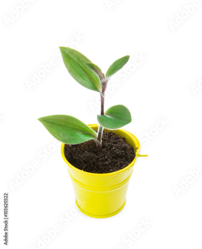 plant tree growing seedling in soil isolated on white