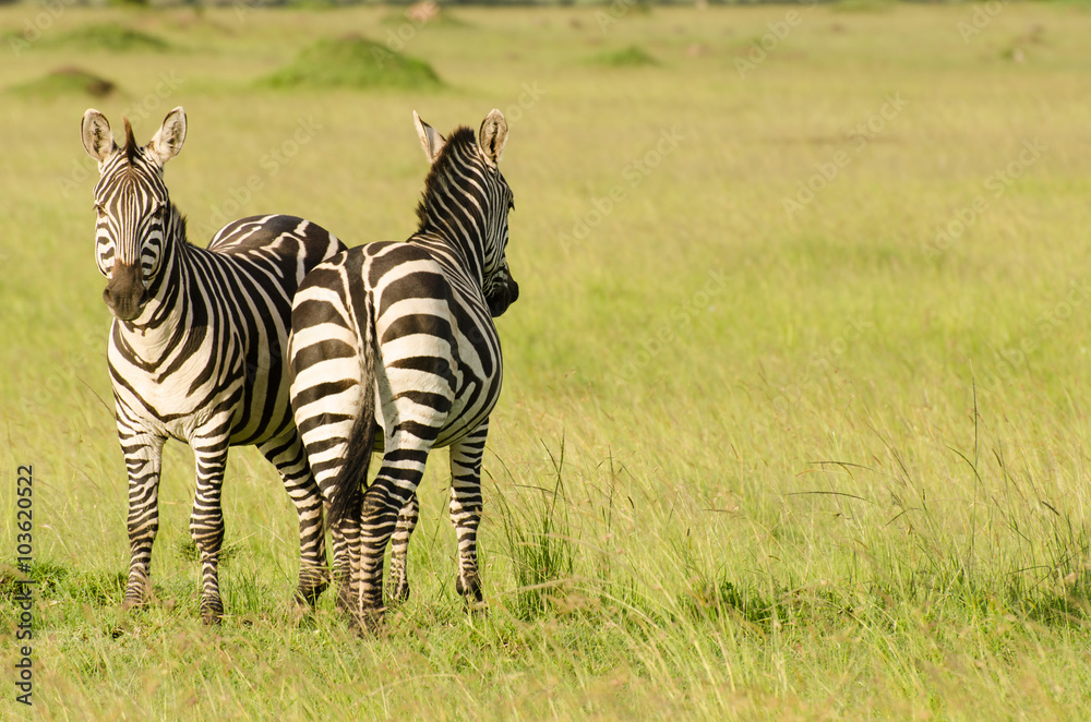 Naklejka premium Zebras in Masai Mara, Kenya