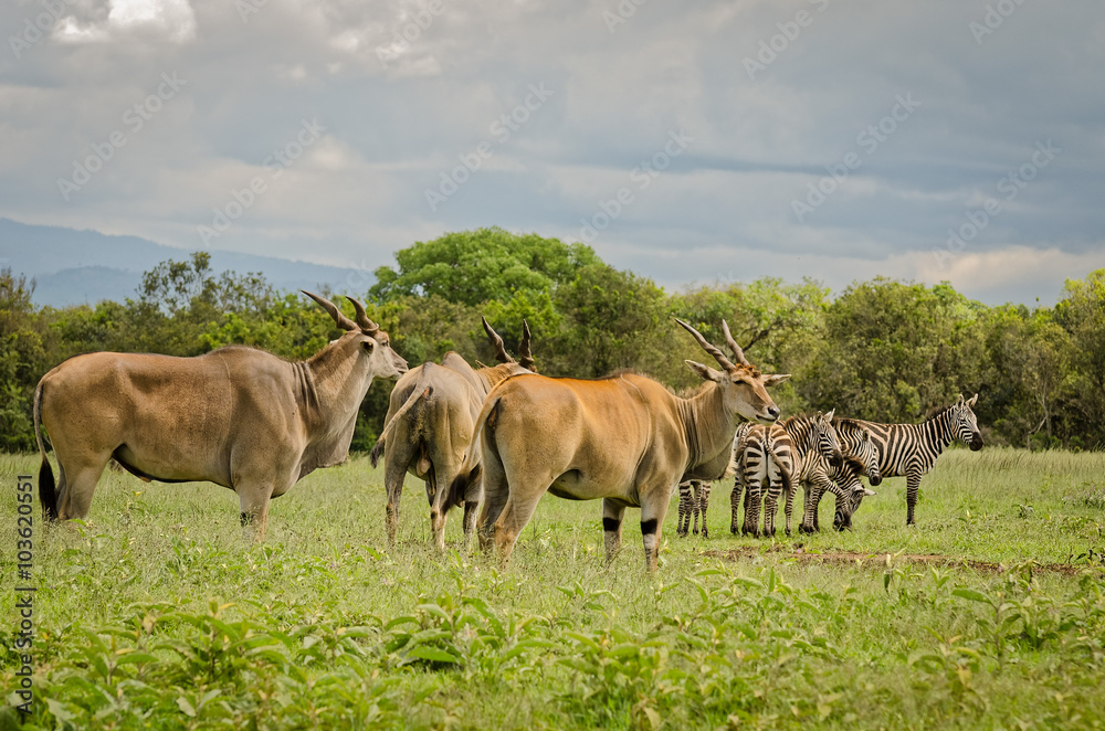 Obraz premium Eland antelopes and Zebras in Aberdare, Kenya