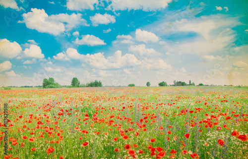 Field of bright red corn poppy flowers in summer