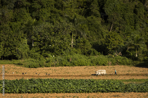 Photography A peasant works the soil with a wooden plough pulled by two whit