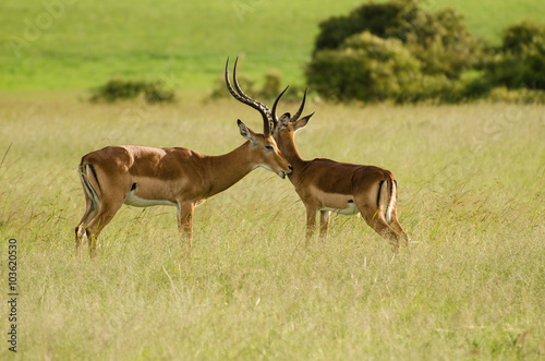 Male Thomson s Gazelle in Masai Mara  Kenya