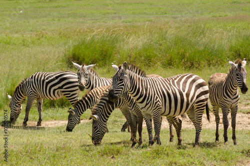 Zebras in Aberdare  Kenya