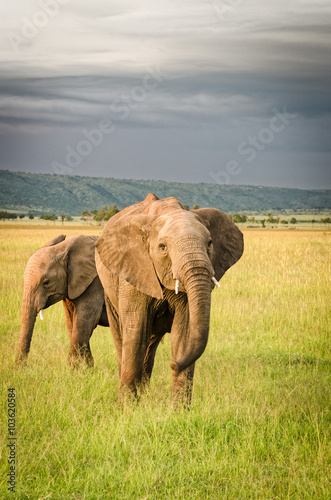 Elephants in the Masai Mara National Park, Kenya