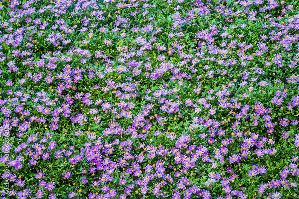 Naklejka premium Beautiful purple daisy flowers blooming in the garden