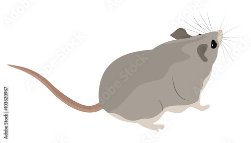 Cartoon grey mouse
