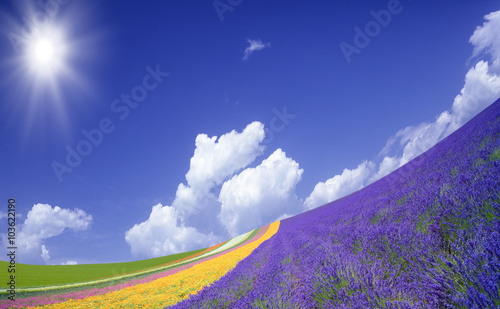 Flower field and blue sky with clouds.