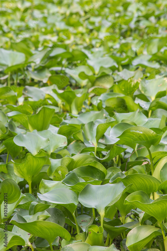 Closeup of water hyacinth floating on water. Closeup of water hyacinth floating on water.