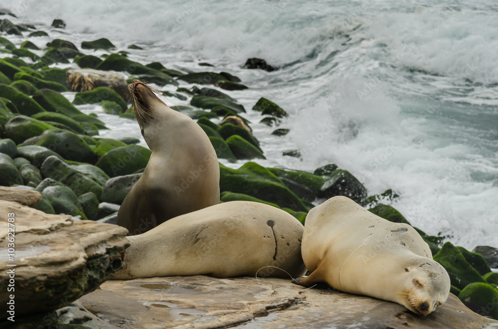 Fototapeta premium Medium Shot of Sea Lions Sleeping On Rocks