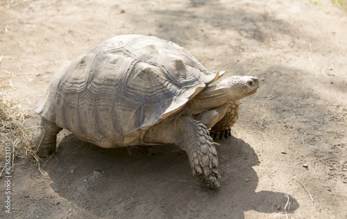 Seychelles giant tortoise (Aldabrachelys gigantea)