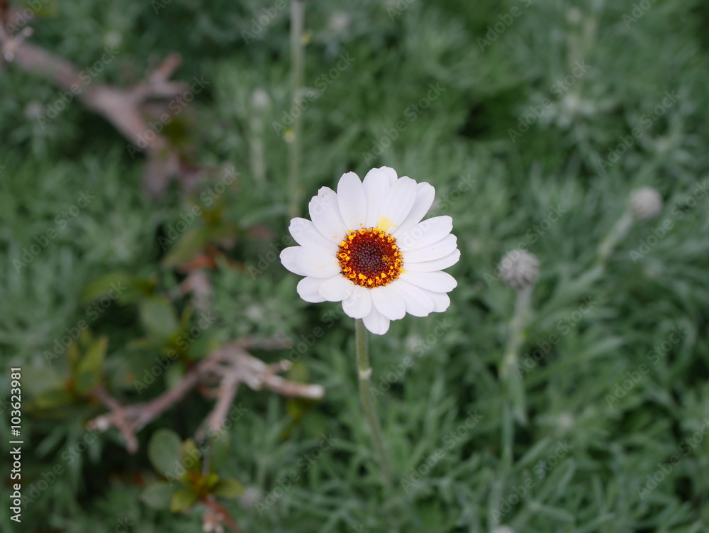 Fototapeta premium White Margaret