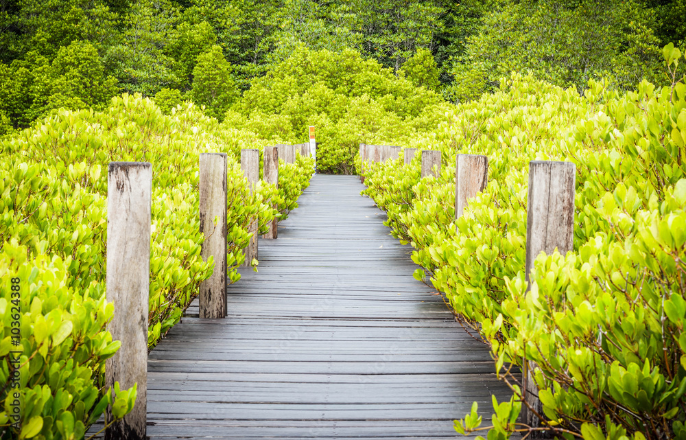 Wood bridge in mangrove forest, Rayong