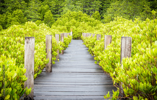 Wood bridge in mangrove forest  Rayong