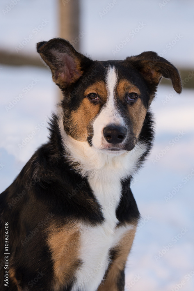 mongrel dog on a walk on a winter afternoon mongrel dog on a walk on a winter afternoon