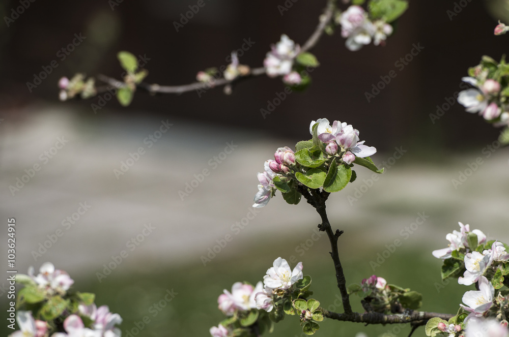 Fototapeta premium Apfelbaum mit zart weiß-rosafarbenen Blüten und Knospen