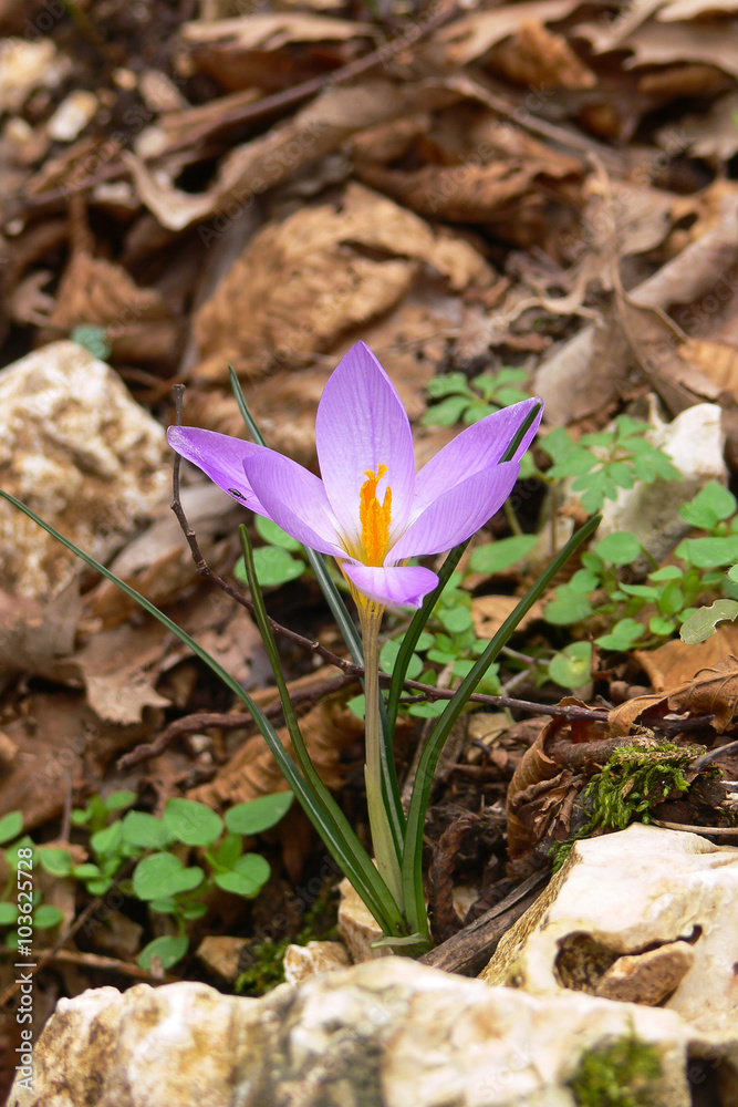 fiore di Zafferano maggiore (Crocus vernus)