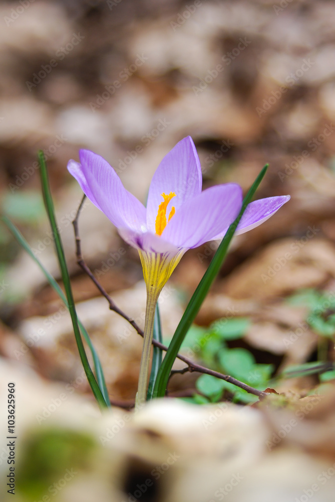 fiore di Zafferano maggiore (Crocus vernus) fiore di Zafferano maggiore (Crocus vernus)