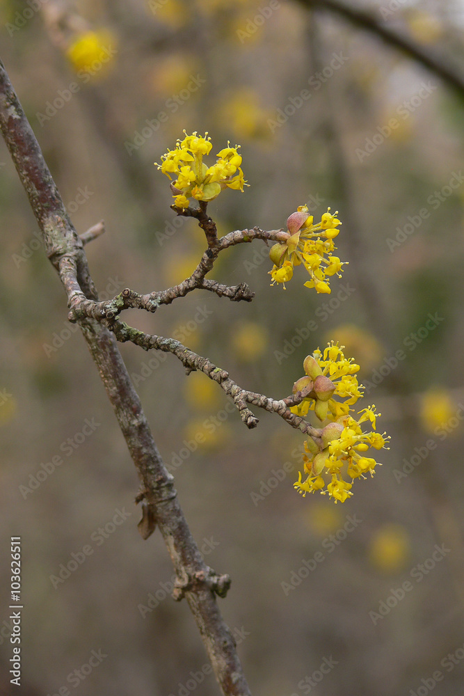 ramo di corniolo (Cornus mas) con fioritura ramo di corniolo (Cornus mas) con fioritura