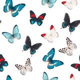 Colorful butterflies seamless