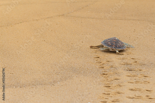Hawksbill sea turtle on the beach, Thailand.