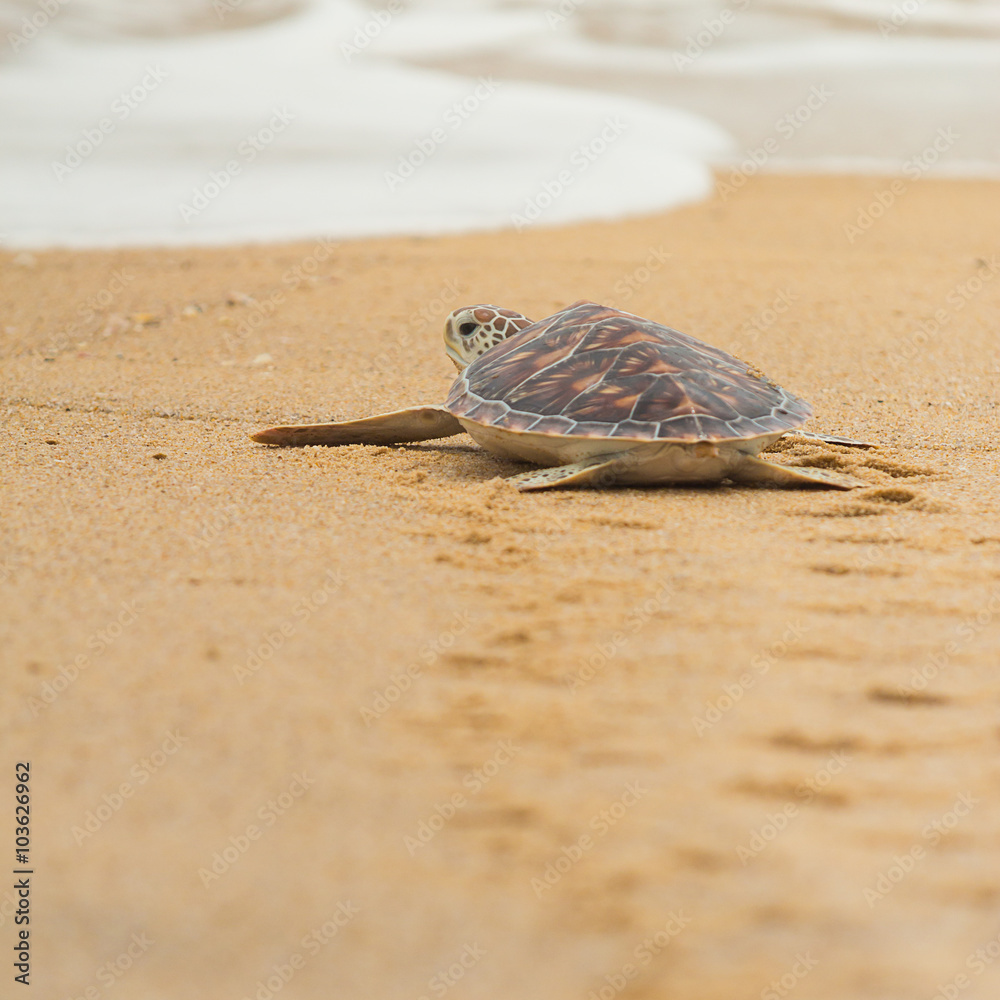 Obraz premium Hawksbill sea turtle on the beach, Thailand.