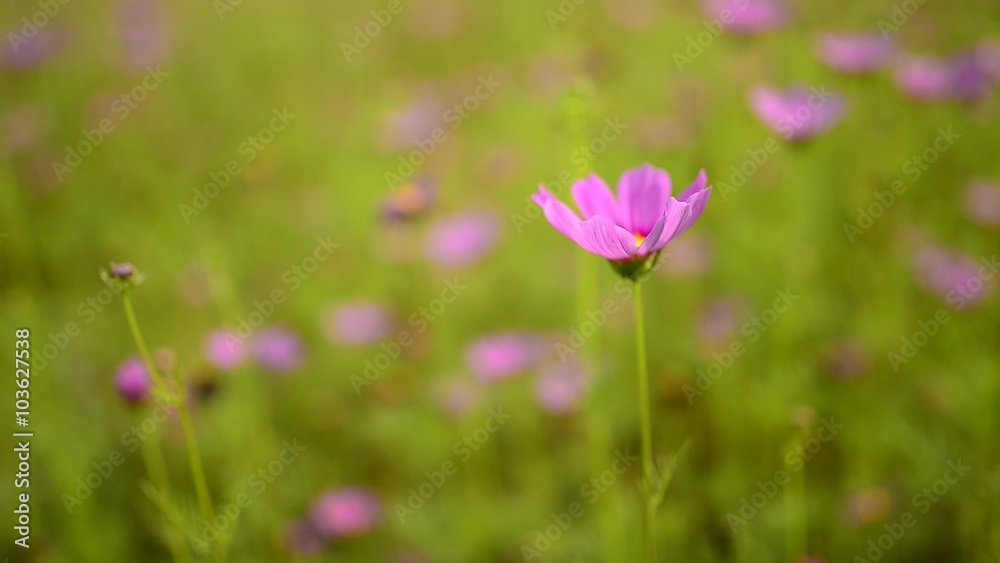 Flying worker bee collects nectar from field of yellow flowers. Spring nature background. Flying worker bee collects nectar from field of yellow flowers. Spring nature background.